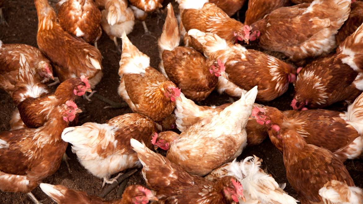 Poultry Farms