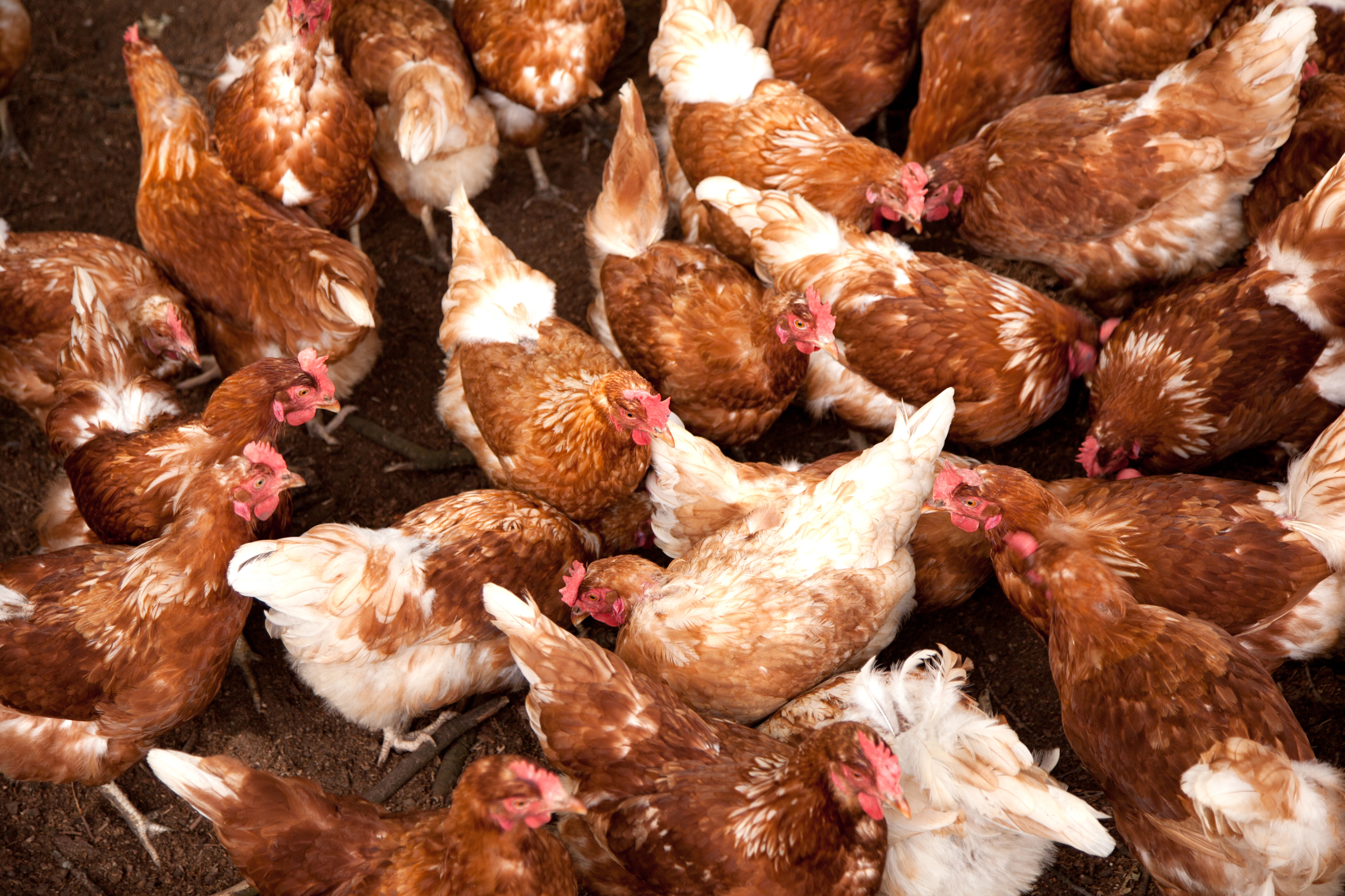 Poultry Farms